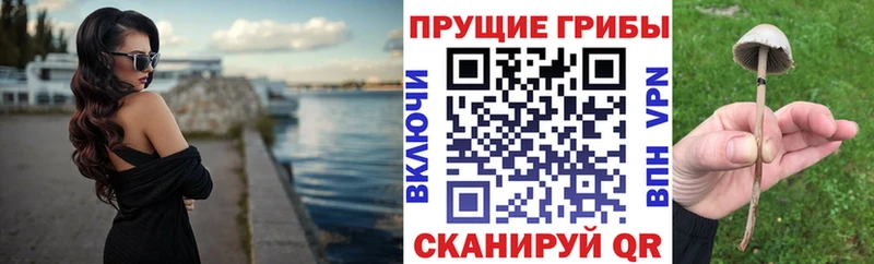 Псилоцибиновые грибы Psilocybe  shop Telegram  Каспийск 